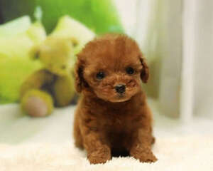 狗狗的寿命同样在延长