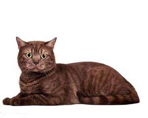 猫咪可不可以吃巧克力？