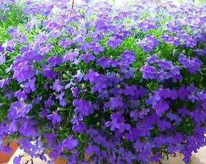 这花一开就成球，小窗台上养几盆，立马变成小花园！