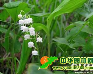 铃兰的繁殖方法和栽培管理