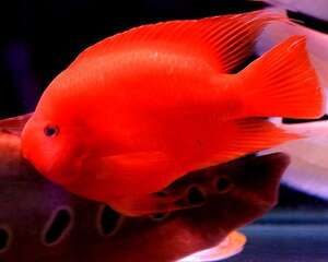 如何合理应用水族箱滤材