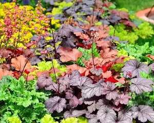 别养绿萝了，这种耐阴花，-30度冻不死，没光也能蹭蹭长！