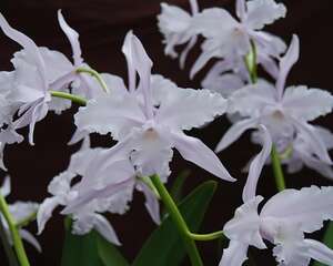 蕾丽兰的介绍与养护要点