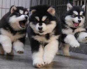 阿拉斯加肠胃病发病原因以及治疗措施