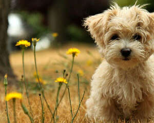 泰迪犬的性格特点