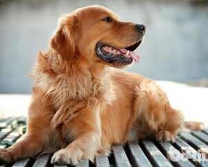 金毛犬性格怎么样 金毛犬详细介绍