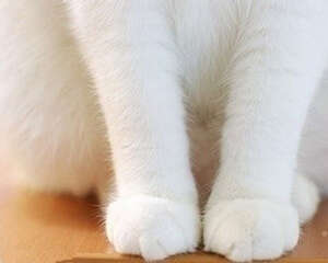 猫咪爪部护理的重要性