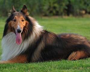 苏格兰牧羊犬的驱虫知识