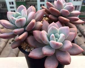 且行且珍惜！在成都的雾霾里养肉还能养的这么好