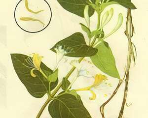 惊！喝菊花茶也会引起过敏