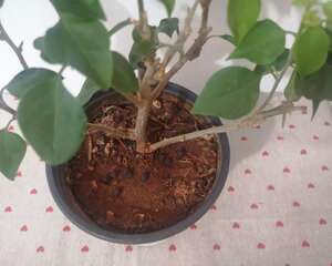 三角梅不发新芽怎么办