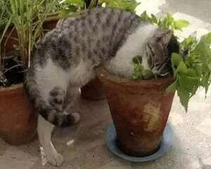 猫薄荷对猫有什么影响？猫薄荷是什么？