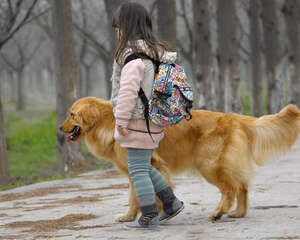 购买金毛的注意事项