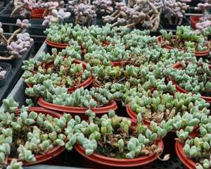 碧玉莲怎么繁殖