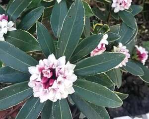 比法国香水还好闻的花，冬天客厅养一盆，满屋飘香精神好！