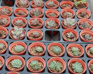 肉肉植物怎么叶插