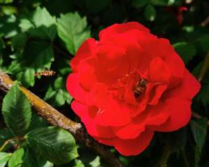 她养的蔷薇，一次开花100朵，1个月爬满墙！