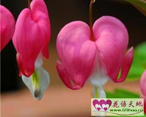 荷包牡丹的花语：答应追求、答应求婚
