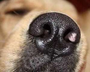 狗狗害怕的气味，狗狗害怕的气味有哪些？