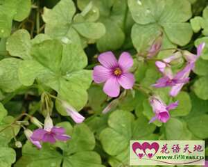 红三叶的花语：幸运