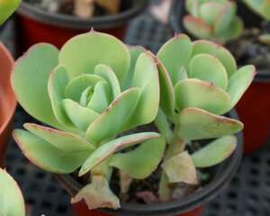 唐印夏天怎么养