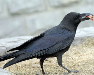 乌鸦扯尾巴的含义是什么