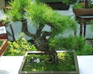 五针松的花语：生命永存、老而不衰