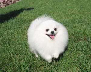 白色博美更需要精心护理