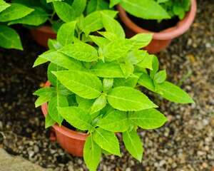 怎样让八仙花在春节开放