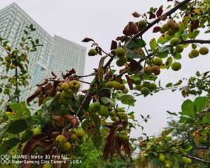 海棠花的养殖方法