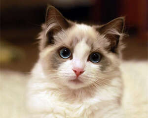 布偶猫的寿命有多久