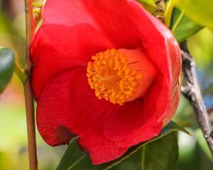 茶花有蕾不开花怎么办