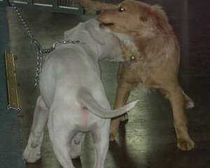 哪些因素会导致狗狗内外八