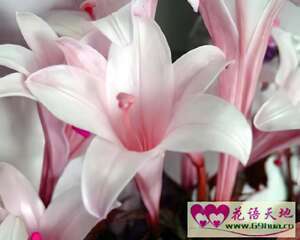 卡萨布兰卡的花语和意义