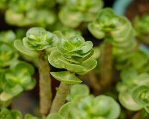 多肉老桩金钱木怎么养