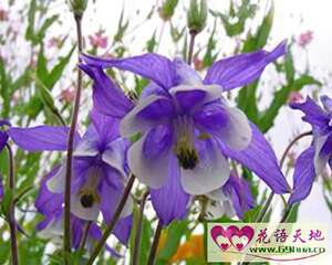 紫色耧斗菜的花语：胜利