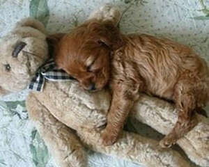 给狗狗选购玩具的小诀窍