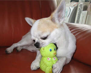 春节饲养宠物如何不影响走亲访友