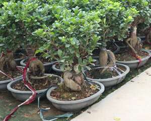 人参榕盆景的换盆方法