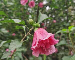 木槿什么时候开花