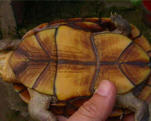 瓦哈卡泥龟的生活环境