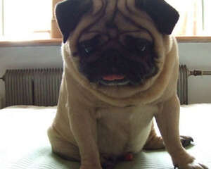 如何为狗狗挑选沐浴乳