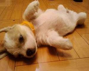 有什么办法能让刚生产的母犬下奶？