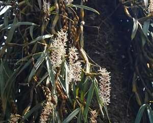 狭叶耳唇兰图片