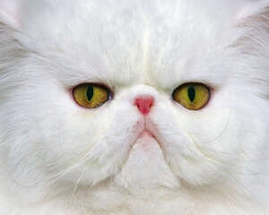 怎么帮长毛宠物猫清理毛发