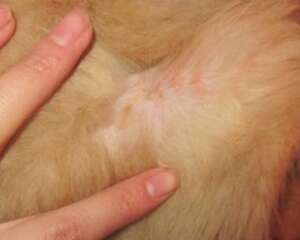 宠物犬常见的皮肤病有哪些