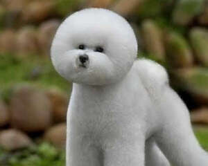 如何为狗狗挑选食物