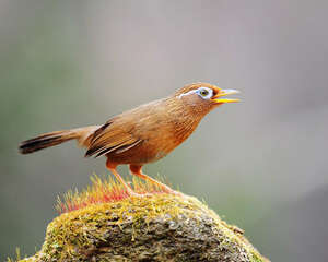 画眉鸟喂养不可缺少的三种食物