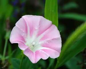 肾叶打碗花栽种培养管理
