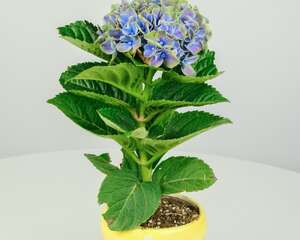 绣球花秋天怎么养